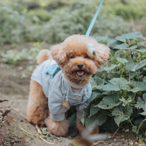 園區導覽 - 鮮採野菜